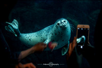 Seal - Osaka Aquarium