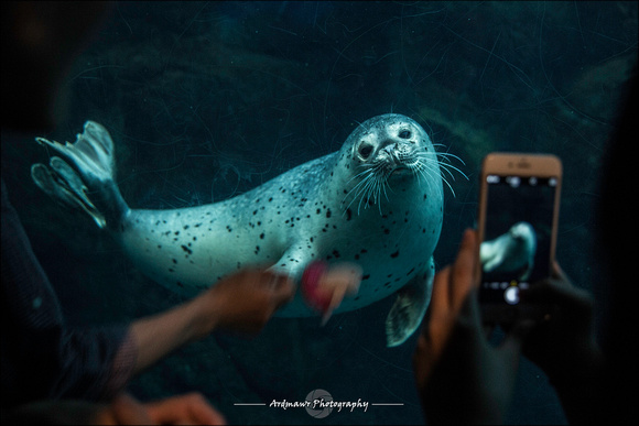 Seal - Osaka Aquarium