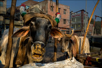 Cows - New Delhi